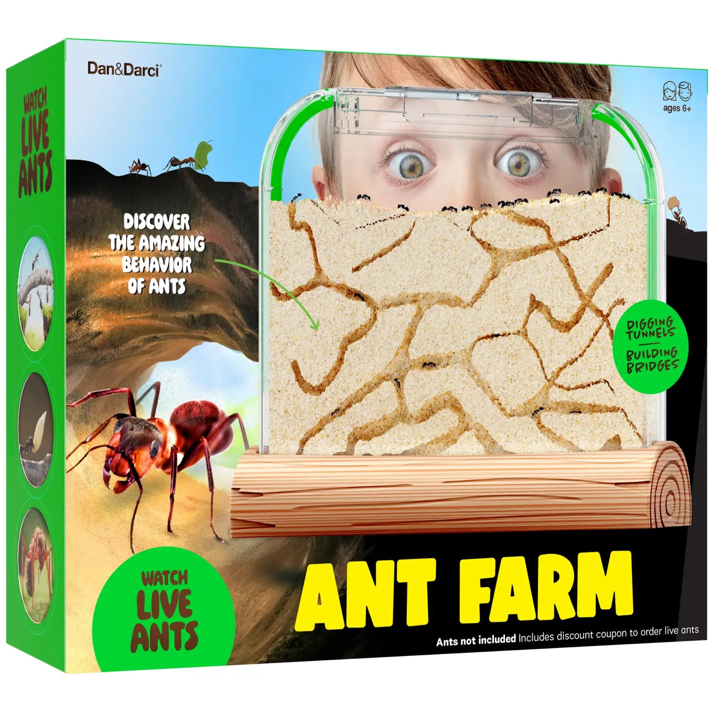 Dan & Darci Ant Farm Kit For Kids