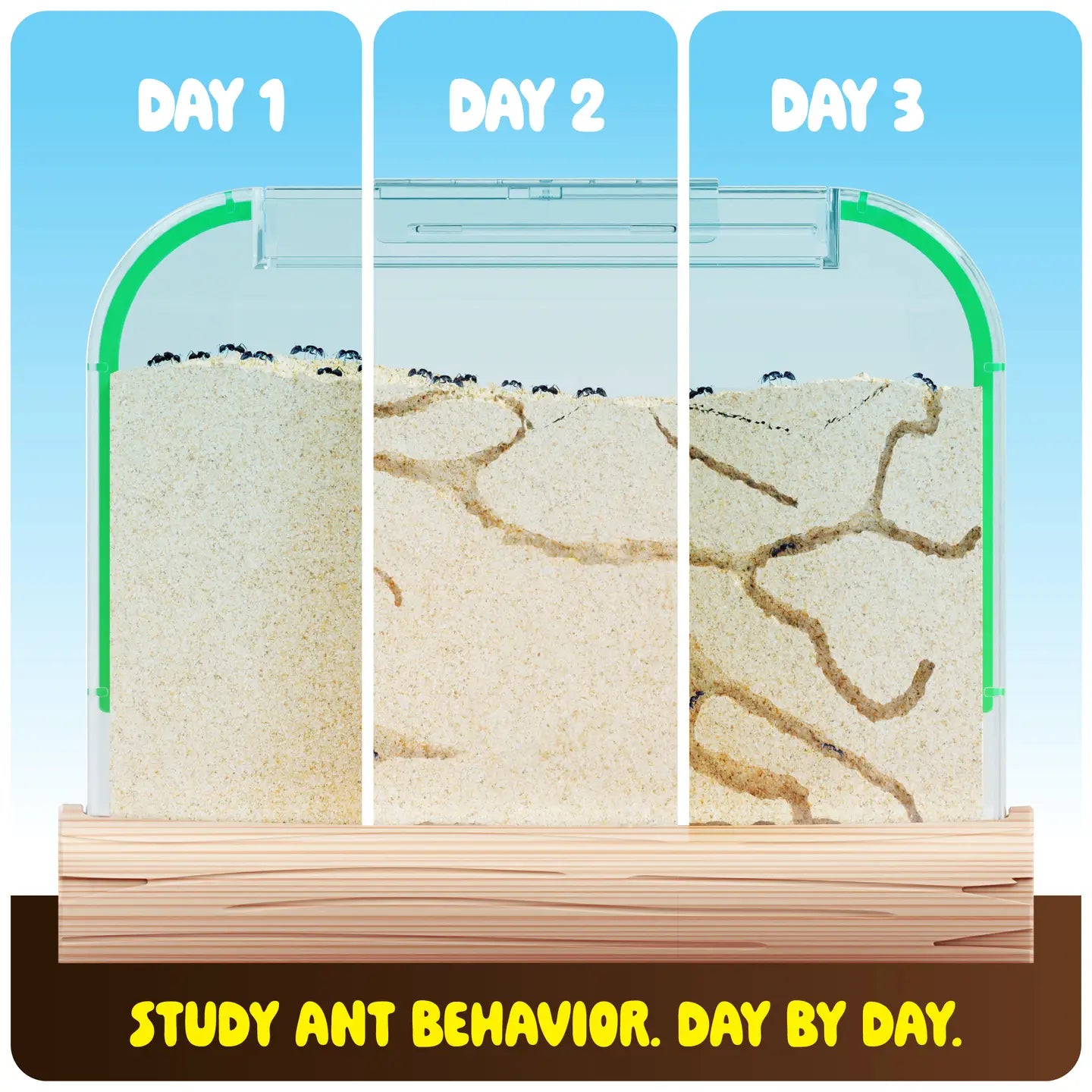 Dan & Darci Ant Farm Kit For Kids