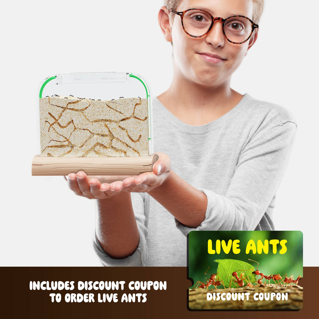 Dan & Darci | Ant Farm Kit for Kids