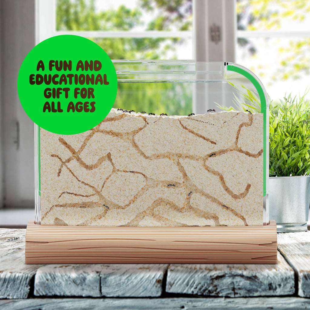 Dan & Darci | Ant Farm Kit for Kids