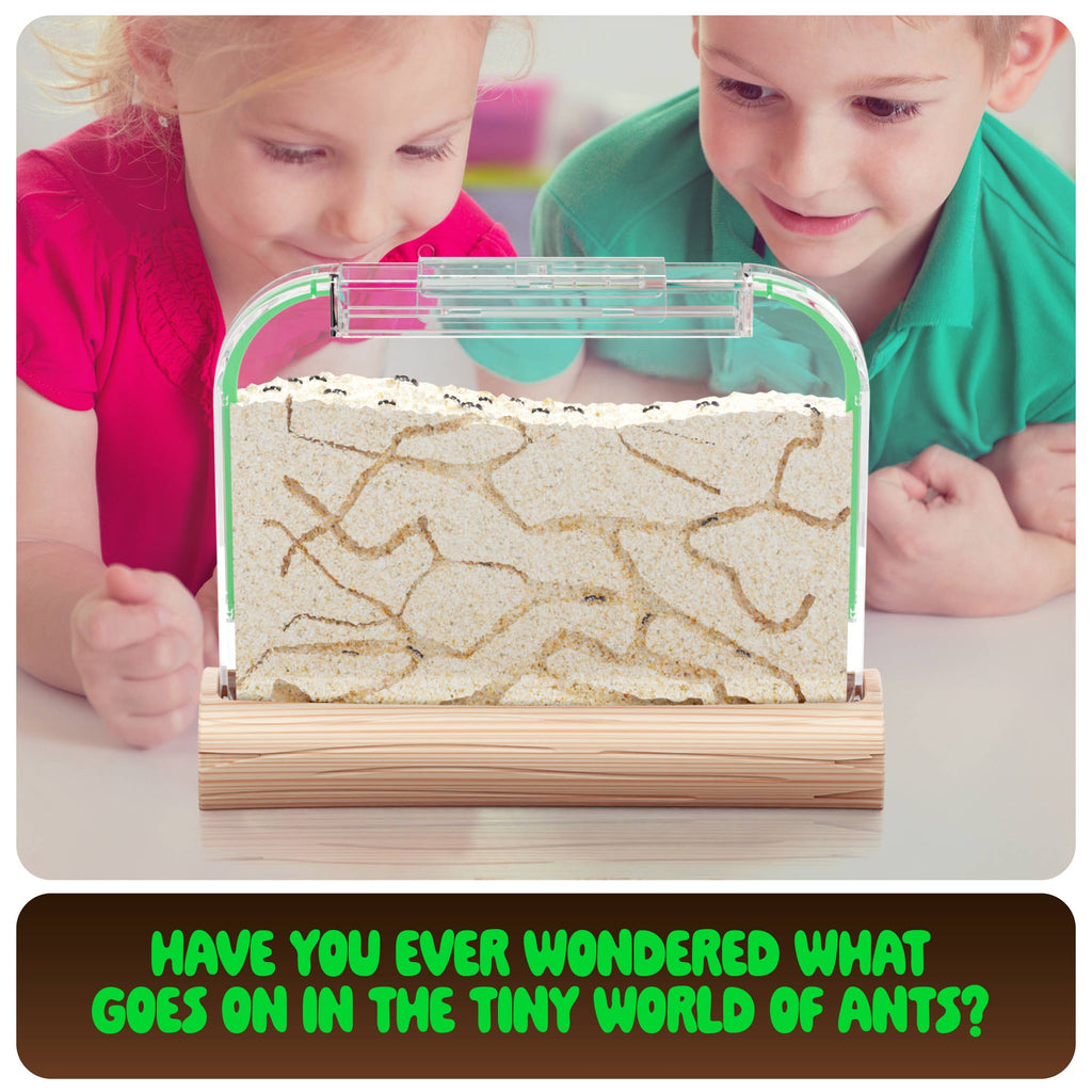 Dan & Darci | Ant Farm Kit for Kids