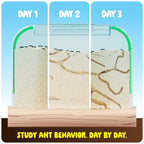 Dan & Darci | Ant Farm Kit for Kids